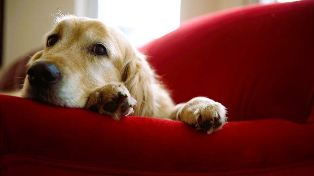 Golden retriever is sad on the sofa